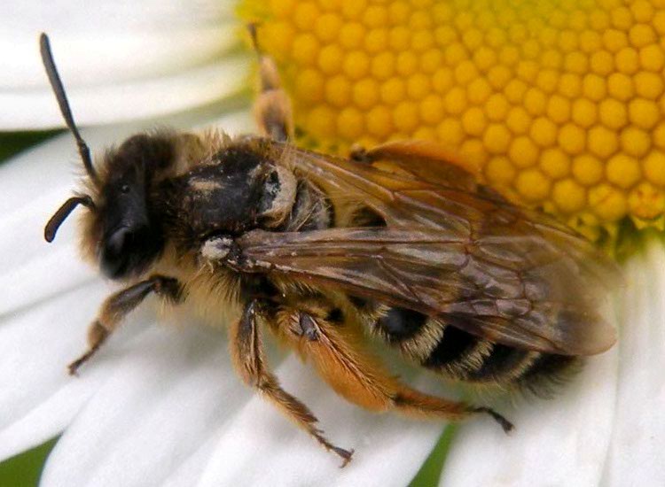 Andrena sp.